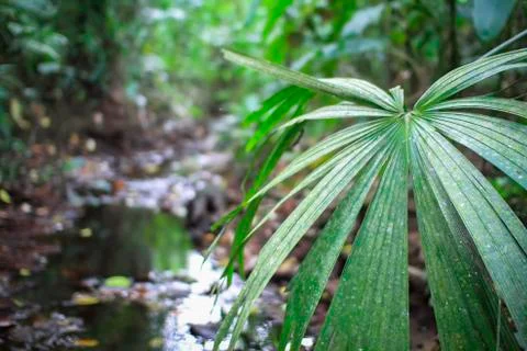 A large leaf hangs over a creek in the dense Costa Rican jungle Stock Photos