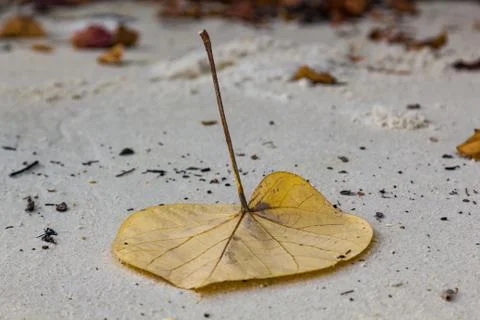 A large leaf lies on the sand of Kata Phuket beach, Thailand Stock Photos