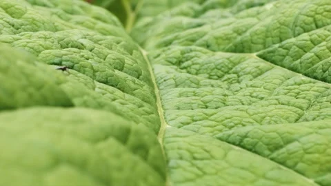 Large leaf macro close up background gently blowing in the wind stock footage Video stock 336452649
