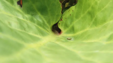 Large leaf macro close up background gently blowing in the wind stock footage Stock Footage 344783176