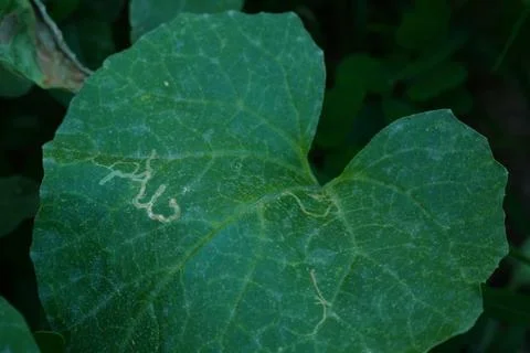 A large leaf of a melon plant, characteristic of watermelon, melon, cucumbers Stock Photos