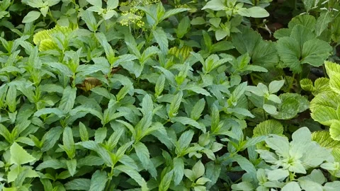 Large leaf mint, green mint in the garden, Stock Footage 225759659