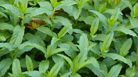 Large leaf mint, green mint in the garden, Vídeos de archivo 225759698