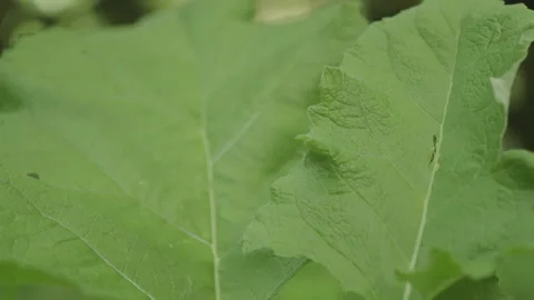 Large Leaf in Pacific Northwest Forest - Macro Stock Footage 234750738