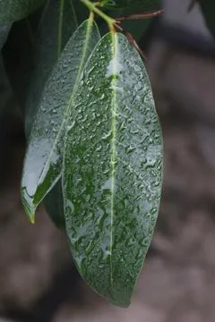 Large leaf Stock Photos