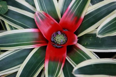 Large Leaf Plant Red Splash Stock Photos