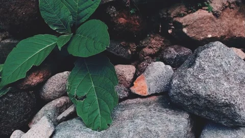 Large leaf poke weed Phytolacca americana flue cured tobacco Nicotiana tabacum g Stock Footage 230967737