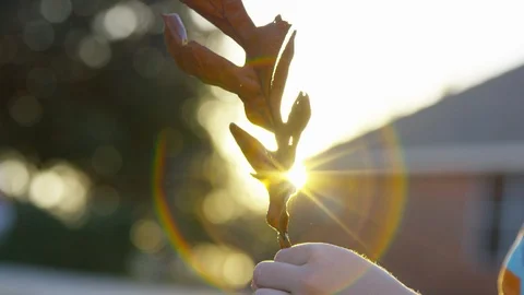 A large leaf reveals the setting sun while a boy examines it in his hands Stock Footage 93961241