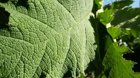 Large leaf in the sun Foto stock