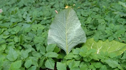 A large leaf sways in the wind among the greenery Video stock 318912613