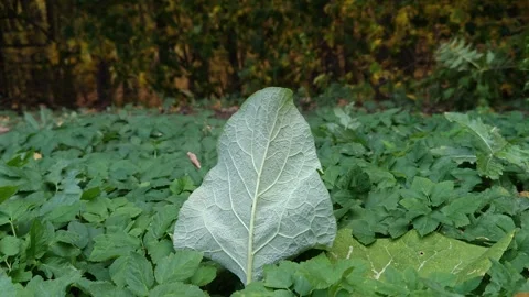 A large leaf sways in the wind among the greenery Stock-Footage 318912638