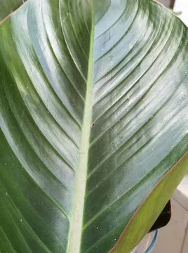A large leaf from the tree with white stripes and drops of water Stock Photos