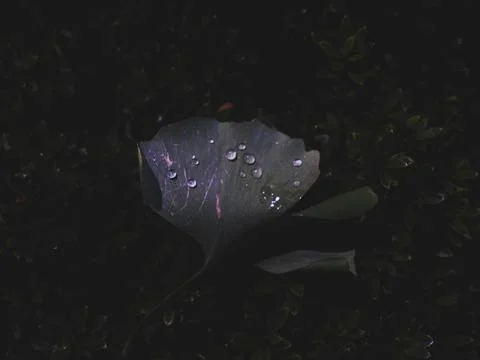 A large leaf with water droplets on it Stock Photos