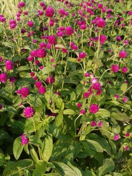 Large-leafed greens with raspberry flowers on high stems. Very beautiful Stock Photos
