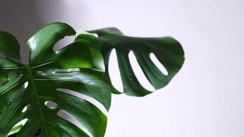 Large leafed houseplant, leaf image Stock Footage 249806566