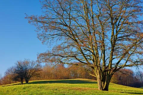 A large leafless acacia tree in the rays of the setting sun in a city park. Stock Photos