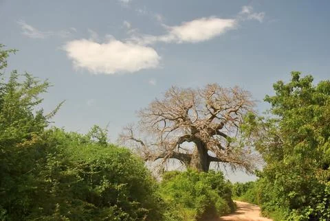 A large, leafless baobab tree stands at the end of a dirt road Stock Photos