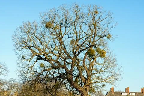 Large, leafless Oak tree with clumps of mistletoe growing on its branches Stock-Fotos