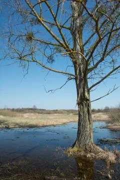 Large leafless tree growing in water Stock Photos
