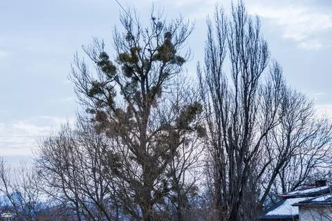 Large leafless tree infested with green mistletoe against a gloomy winter sky. Stock Photos