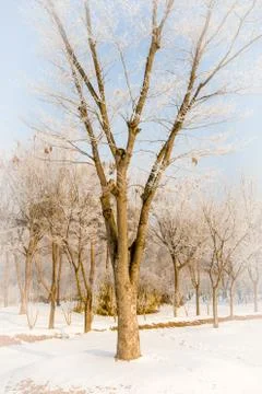 Large leafless tree in middle of snow covered field Stock Photos