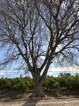Large leafless tree with orange groves in the background Foto stock