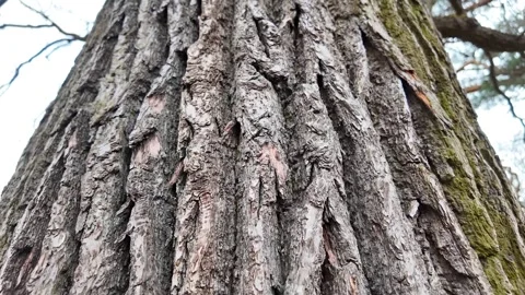 A large leafless tree in a spring forest. Slowmotion Stock Footage 320563183