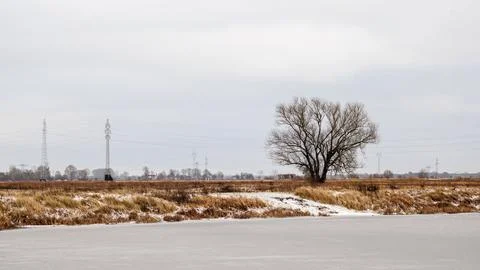 A large, leafless tree stands on the snow-covered bank of a frozen river. P.. Stock Photos