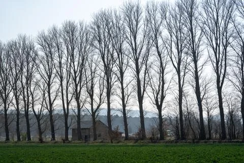 Large leafless trees in the countryside in spring Foto stock