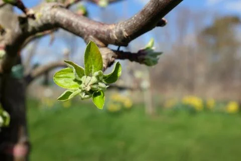 Large leafy bud opening on apple tree in spring Foto stock