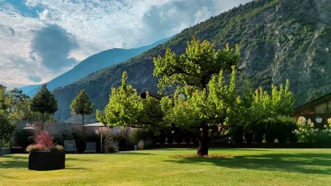 Large leafy tree in a green lawn garden with majestic mountain background Stock Footage 331503182