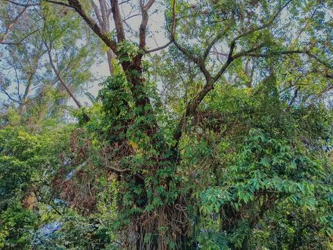 Large, leafy tree in a large public park. Stock Photos