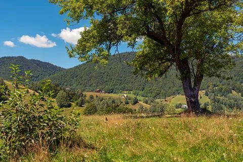 Large leafy tree overlooking rural meadows and forested mountain slopes in Foto stock
