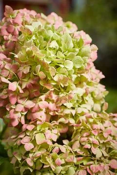 Large-leaved hydrangea of the Endless Summer variety at the end of flowering in Stock Photos