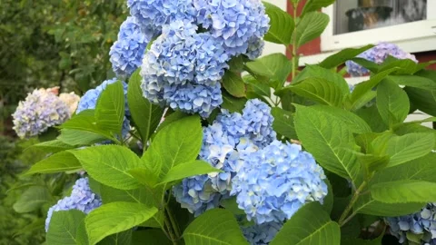 Large-leaved hydrangea fluttering in the wind Stock Footage 205132021