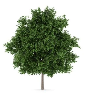 Large-leaved lime tree isolated on white background Stock Illustration