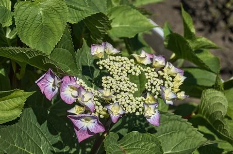 Large-leaved pink hydrangea in the summer garden Stock Photos