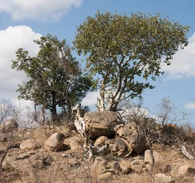 Large-leaved Rock Fig tree (Ficus abutilifolia) in Kruger National Park Stock Photos