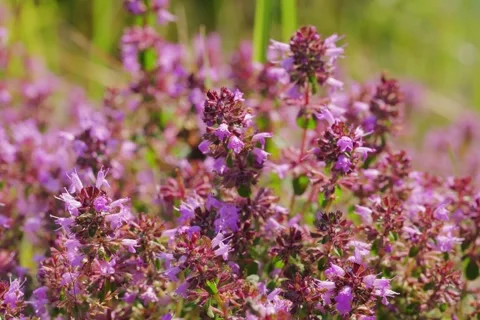 Large-leaved Thyme Thymus pulegioides in Open Gate shots Stock Footage 340082267