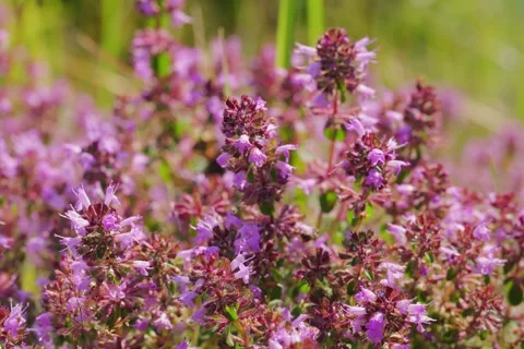 Large-leaved Thyme Thymus pulegioides in Open Gate shots Stock Footage 340082370