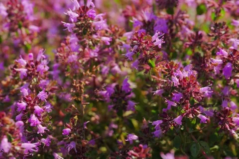 Large-leaved Thyme Thymus pulegioides in Open Gate shots Stock Footage 340082960