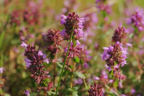 Large-leaved Thyme Thymus pulegioides in Open Gate shots Stock Footage 340083025