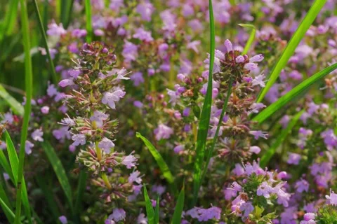 Large-leaved Thyme Thymus pulegioides in Open Gate shots Stock Footage 340083501