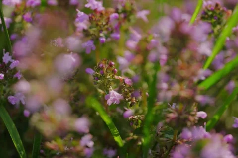 Large-leaved Thyme Thymus pulegioides in Open Gate shots Stock Footage 340083687