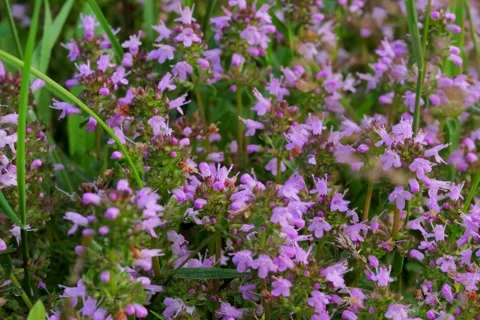 Large-leaved Thyme Thymus pulegioides in Open Gate shots Stock Footage 340083755