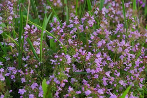 Large-leaved Thyme Thymus pulegioides in Open Gate shots Stock Footage 340083935