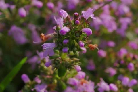 Large-leaved Thyme Thymus pulegioides in Open Gate shots Stock Footage 340083936