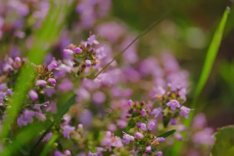 Large-leaved Thyme Thymus pulegioides in Open Gate shots Stock Footage 340084087
