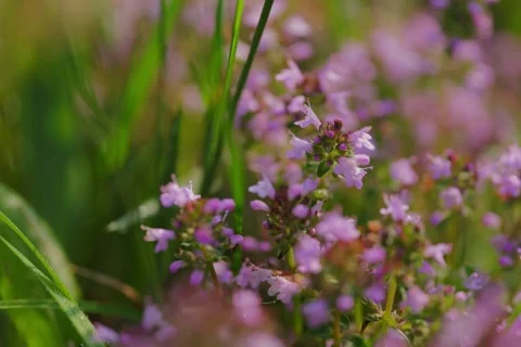 Large-leaved Thyme Thymus pulegioides in Open Gate shots Stock Footage 340084163