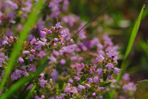 Large-leaved Thyme Thymus pulegioides in Open Gate shots Stock Footage 340084444